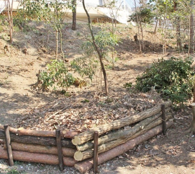 木漏れ日の雑木林