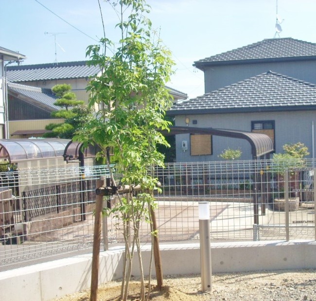 アオハダ(株立)