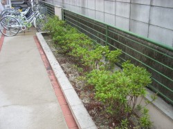 DSCN0334