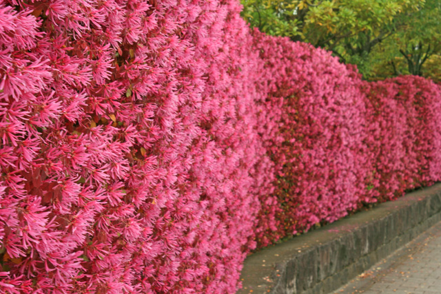 私の好きな春の花 その４ 杉山 満 スタッフのつぶやき エクステリア日記 エクステリア外構 Potos House日進竹の山店 名古屋のエクステリア工事 ガーデン雑貨販売 ポトスハウス