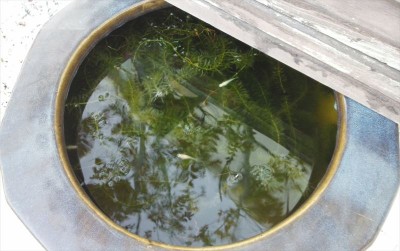 めだか_R