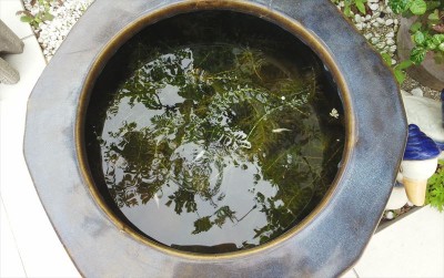 メダカ１