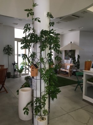 ヒメモンス