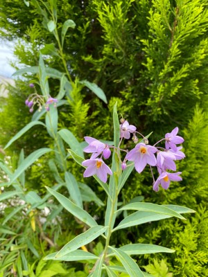 IMG_0040